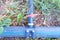 plastic water pipe for drip irrigation or water supply system for organic vegetable garden. A local farm.