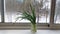 On the plastic windowsill near the sliding window there is a glass jar with water, and there are green onion feathers in it. Outsi