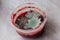 plastik container with toxic moldy strawberry smoothie on grey marble surface with copy space