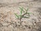 Plat growing on dry arid dirt ground.