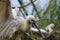 Platalea leucorodia bird with spoonbill