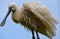 Platalea leucorodia bird with spoonbill