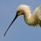 Platalea leucorodia bird with spoonbill