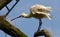 Platalea leucorodia bird with spoonbill