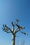 Platan tree without leaves with trimmed branches on early spring, with a clear blue sky on the background