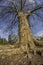 Platanus acerifolia, London plane tree