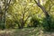 Platanus acerifolia lush forest park meadow