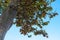 Platanus hispanica tree on blue background