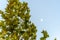 Platanus x hispanica tree leaves and blurred background image of the moon