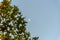 Platanus x hispanica tree leaves and blurred background image of the moon