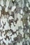 Platanus occidentalis tree bark texture closeup. A tree shedding bark. The pattern is similar to a military camouflage