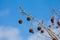 Platanus Occidentalis in winter