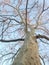 Platanus Occidentals Tree during Sunset in Winter.