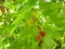 Platanus orientalis, Old World Sycamore, Oriental Plane