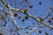 Platanus platanus fruiting bodies on the tree that look like Christmas decorations, blue sky. sycamore fruits