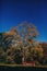 Platanus tree with deck against blue sky