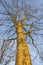 Platanus tree on the ramparts in Ieper