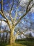 Platanus tree , temperate european climate species