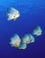 Platax teira, also known as the teira batfish, longfin batfish, longfin spadefish, or round faced batfish is a fish from the Indo-