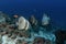 Platax teira, teira batfish, longfin batfish, longfin spadefish, faced batfish