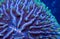 Plate coral background