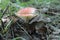 Plate of edible poisonous mushroom in the forest