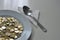 A plate full of coins on a table and a spoon next to it, eating money, concrete expression