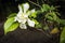 Plate glass flower or commonly called gardenia is a flowering plant in the family of coffee plants