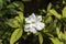 Plate glass flower or commonly called gardenia is a flowering plant in the family of coffee plants