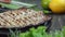 Plate with a grilled white fish on the background of lemons and greenery