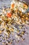 Plate of homemade muesli with pumpkin seeds, flower dust, candied fruit, freeze dried apricot