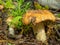 Plate mushroom with yellow cap in the autumn forest