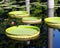 Plate shaped leafs of a giant water-lily