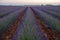Plateau de Valensole lavender field and house at sunset in Haute Alpes Provence Cote d'Azur