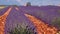 Plateau de Valensole lavender field and house at sunset in Haute Alpes Provence Cote d\'Azur
