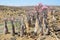 Plateau Mumi on the island of Socotra in Yemen, bottle trees