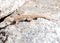 Plateau side-blotched lizard