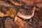 Plated leaf chameleon Brookesia stumpffi, walking on the ground, Madagascar