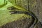 Plated lizzard in Loro Parque, Tenerife, Canary Islands.