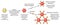 Platelet aggregation and inhibition