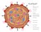 Platelet cell anatomy