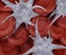 Platelets cluster together to form a clot and prevent bleeding