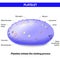 Platelets or thrombocytes