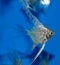 Platinum angelfish full body sideview