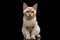 Platinum burmese kitty on black background