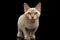 Platinum burmese kitty on black background