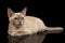 Platinum burmese kitty isolated on black background