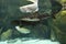 Platinum Snow White Silver arowana and Pseudoplatystoma tigrinum fish, the tiger sorubim long whiskered catfish.