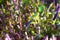 Platostoma cochinchinenses flower beautiful blur background