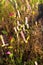 Platostoma cochinchinenses flower blooming